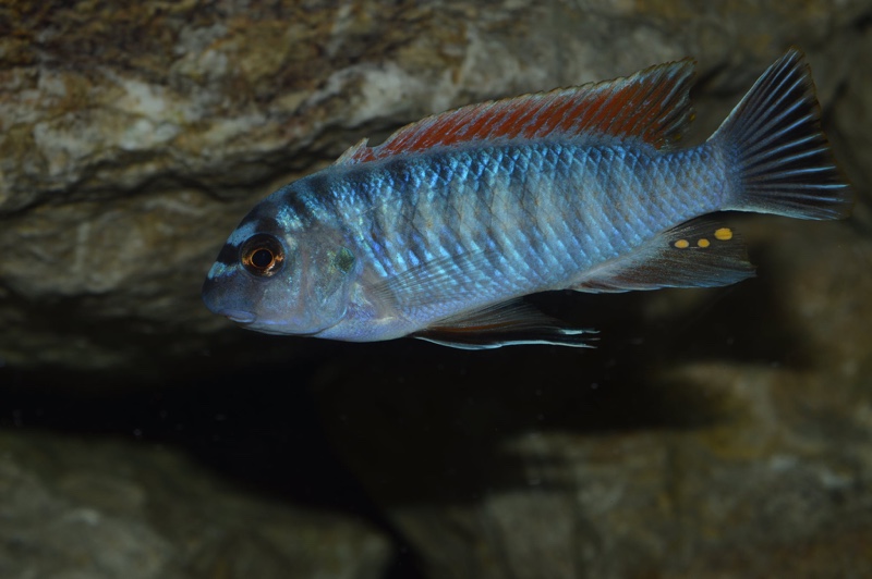 Labeotropheus fuelleborni 'Makanjila Point'